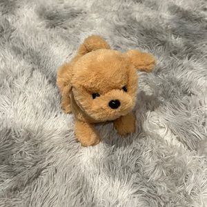 Cute live dog golden retriever small